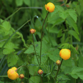 Tiefenbach